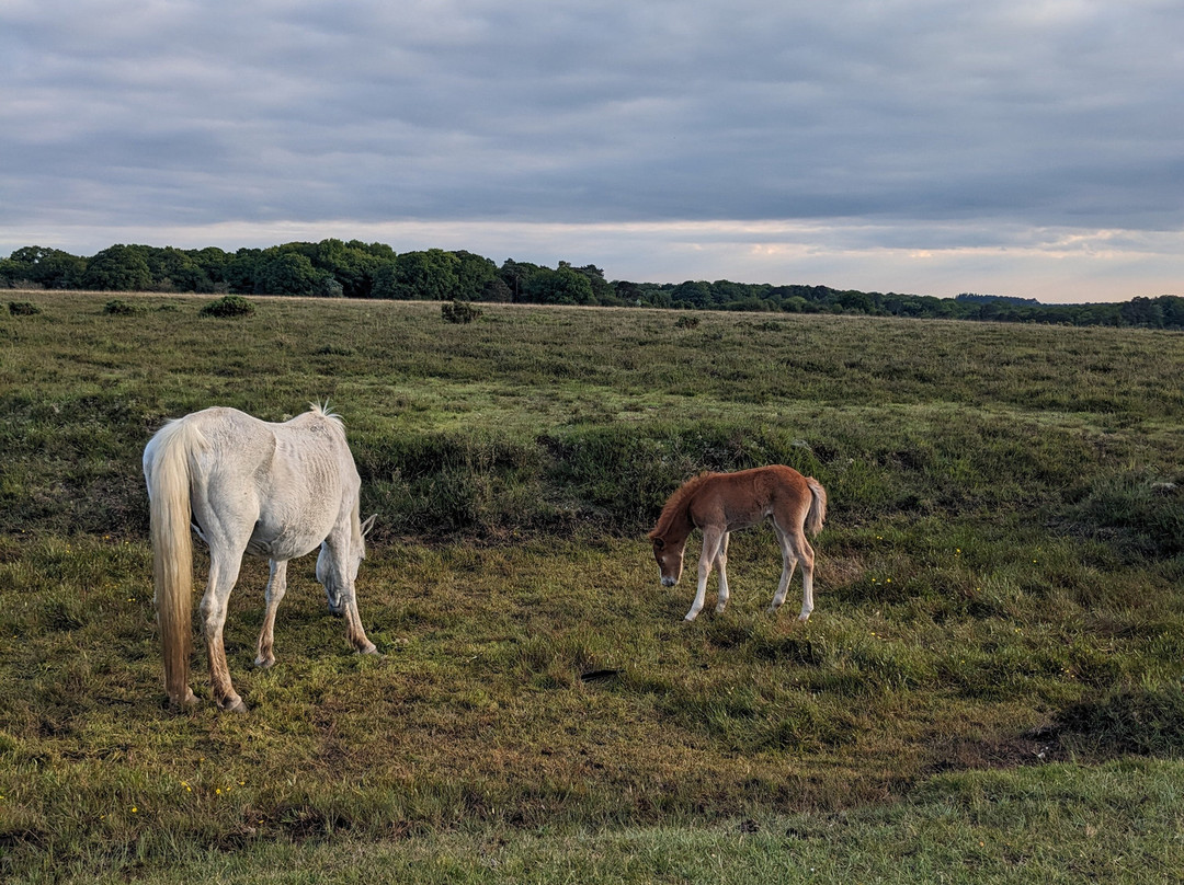 Wild New Forest Guided Tours景点图片