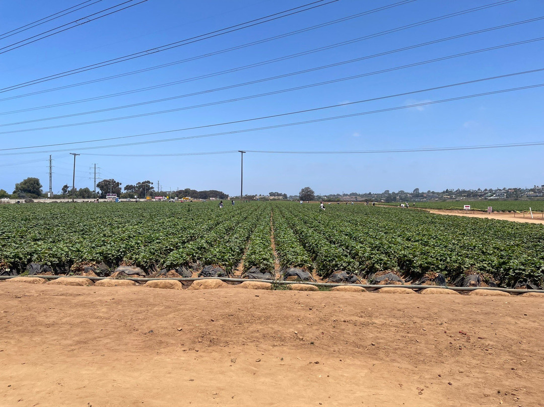 U-Pick Carlsbad Strawberry Company-卡尔斯巴德必去景点