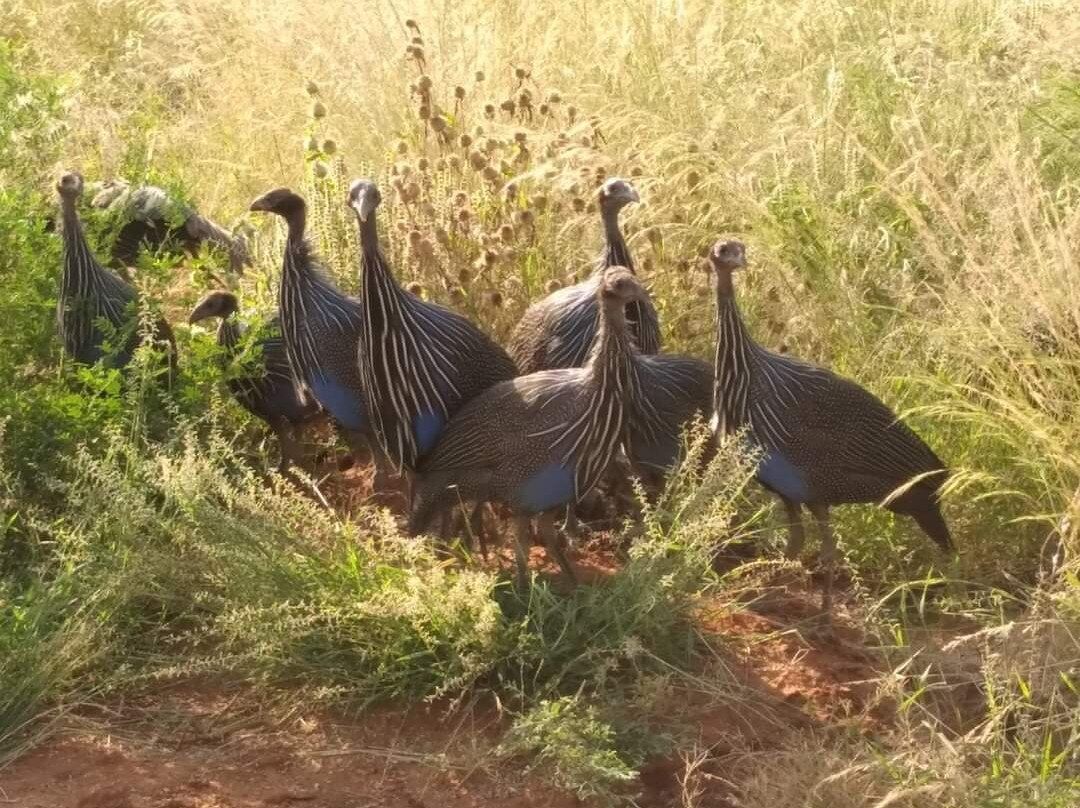 Manyara Travel Club and Climbing-阿鲁沙必去景点