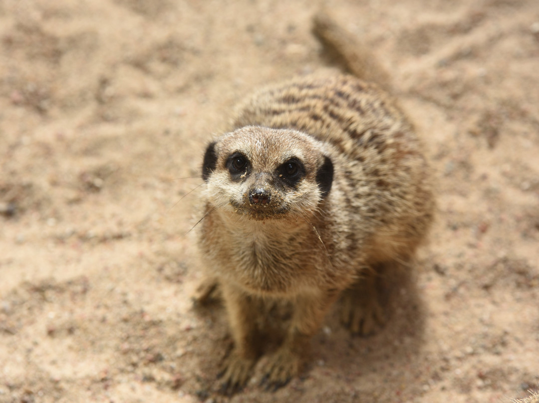 Tierpark Gettorf景点图片