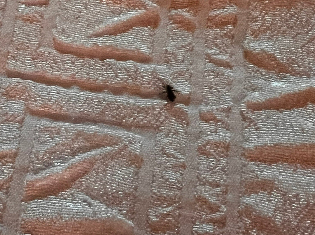 Hampton Inn Sulphur Springs主图