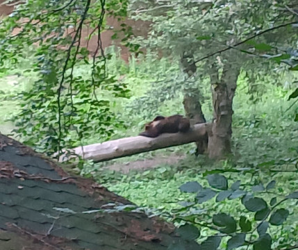 Wild Romania Travel-布拉索夫必去景点