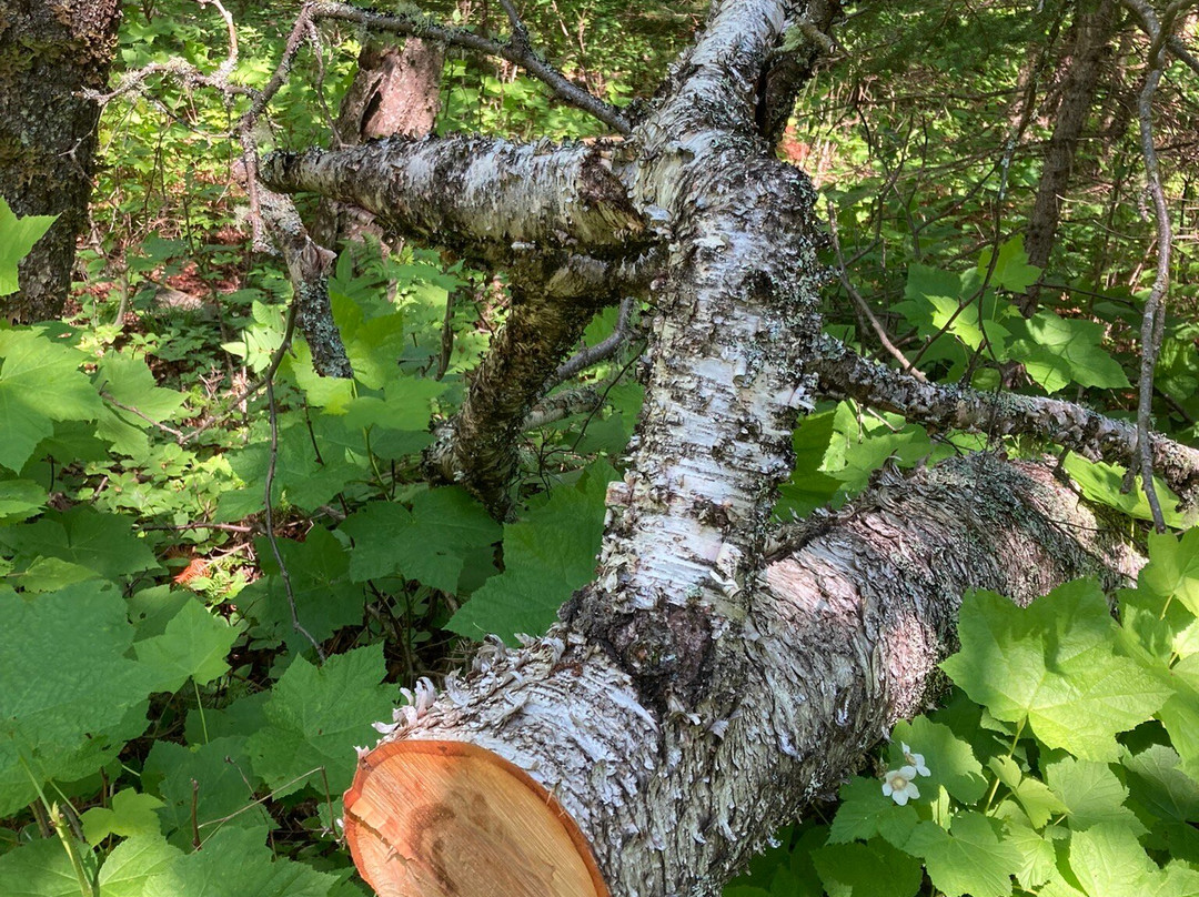 Isle Royale National Park-霍顿必去景点