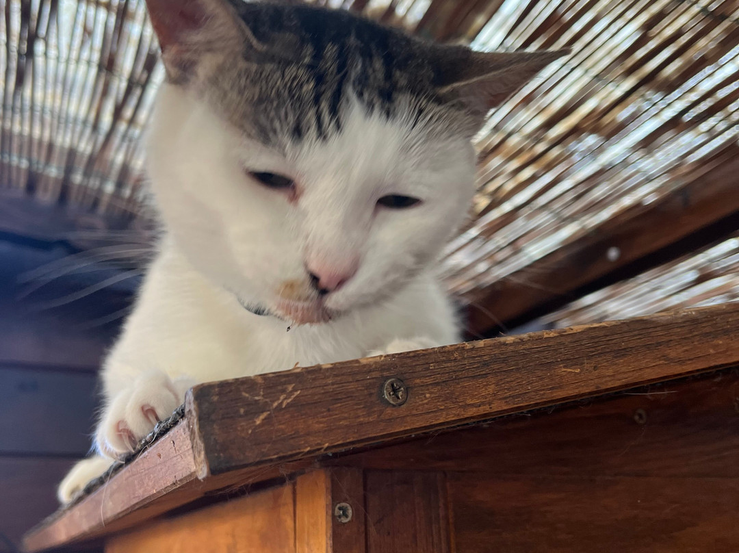 Gatti Felici Di Lipari-利帕里必去景点