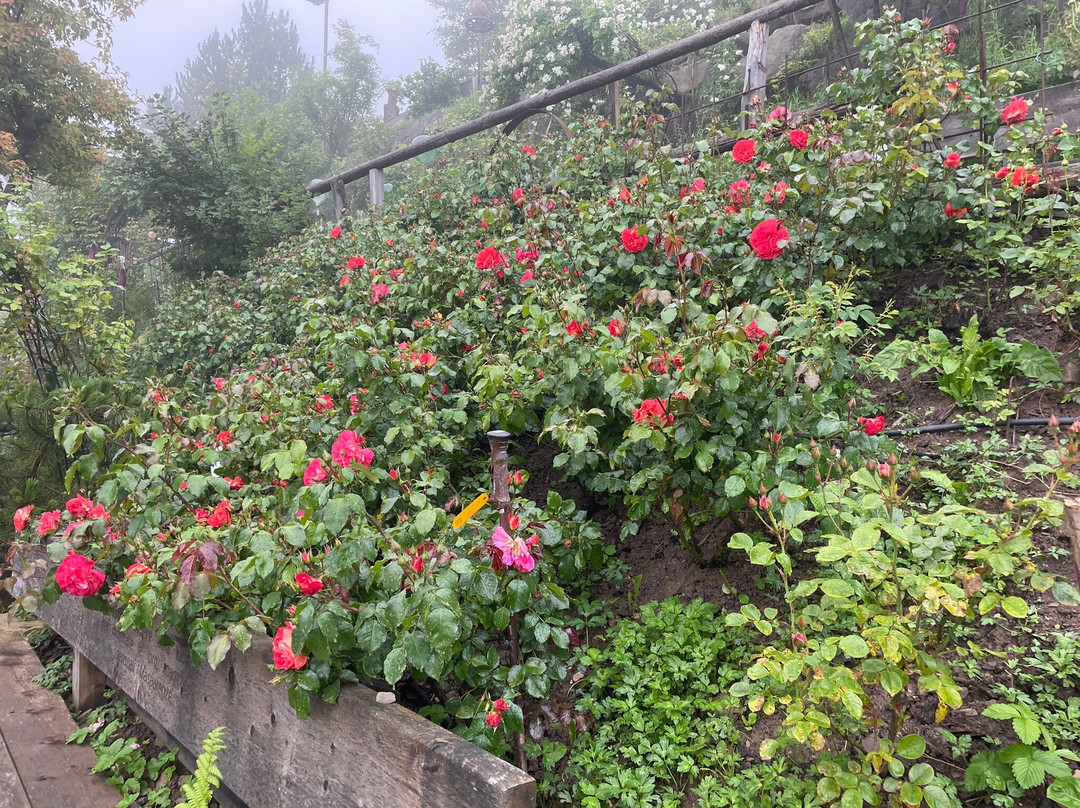 Rosarium Uhrerhof景点图片