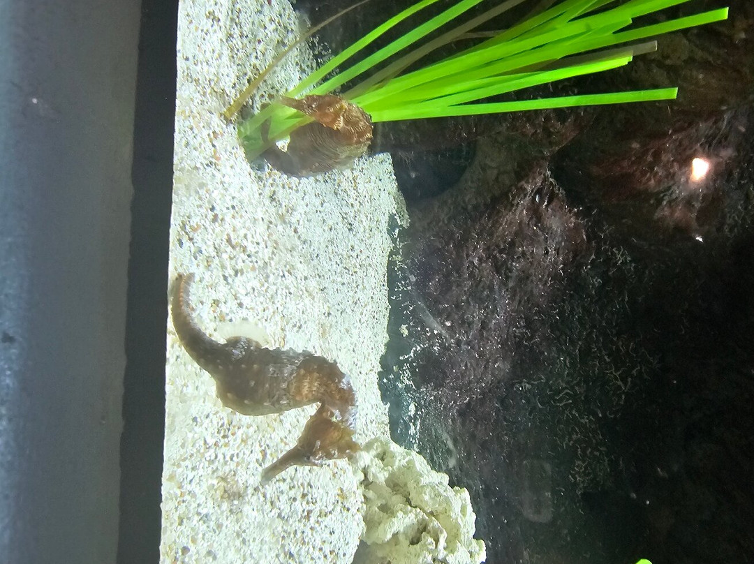 Kansas City Zoo & Aquarium-堪萨斯城必去景点