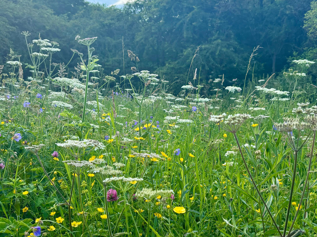 Rainton Meadows Nature Reserve & Visitor Centre-Houghton-le-Spring必去景点