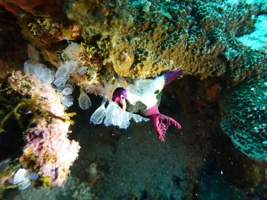 Scotty's Action Sports Network-Panglao必去景点