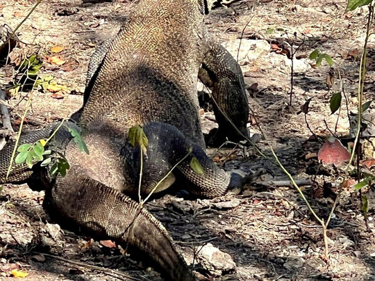 La Galigo Liveaboard-科莫多必去景点