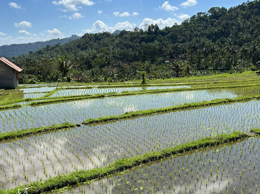 Nyoman Kardiana et Eka-乌布必去景点