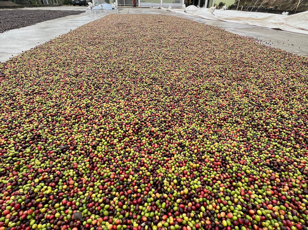 Pegue sua Mochila-圣保罗必去景点