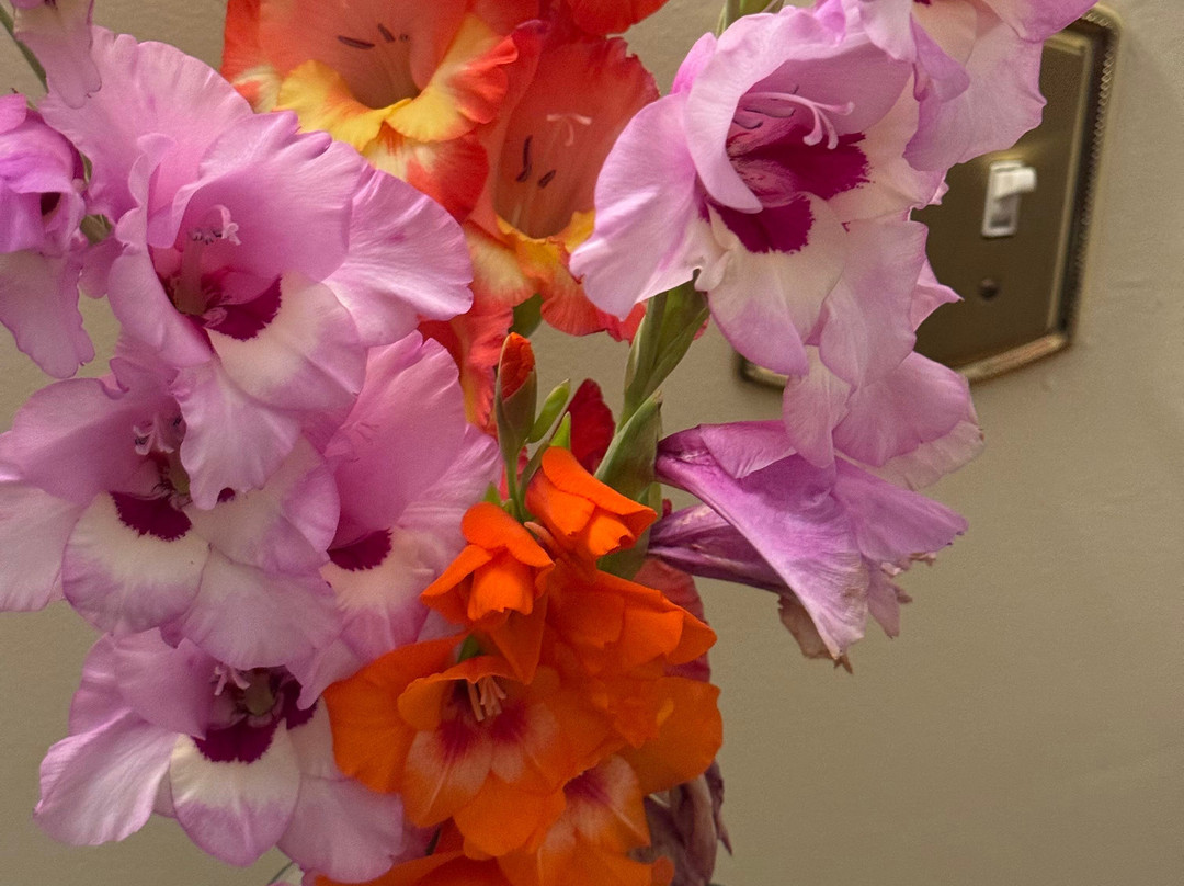 The Maguire House Bed and Breakfast主图