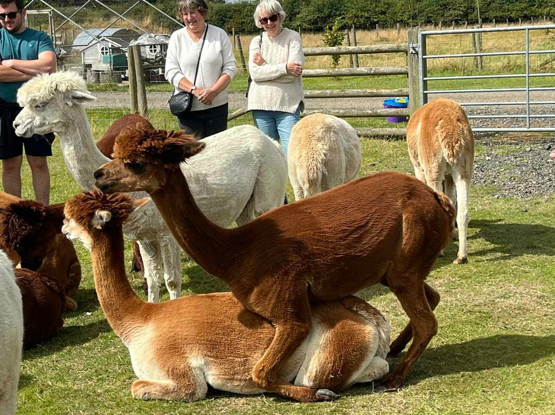 Abbotts View Alpacas景点图片