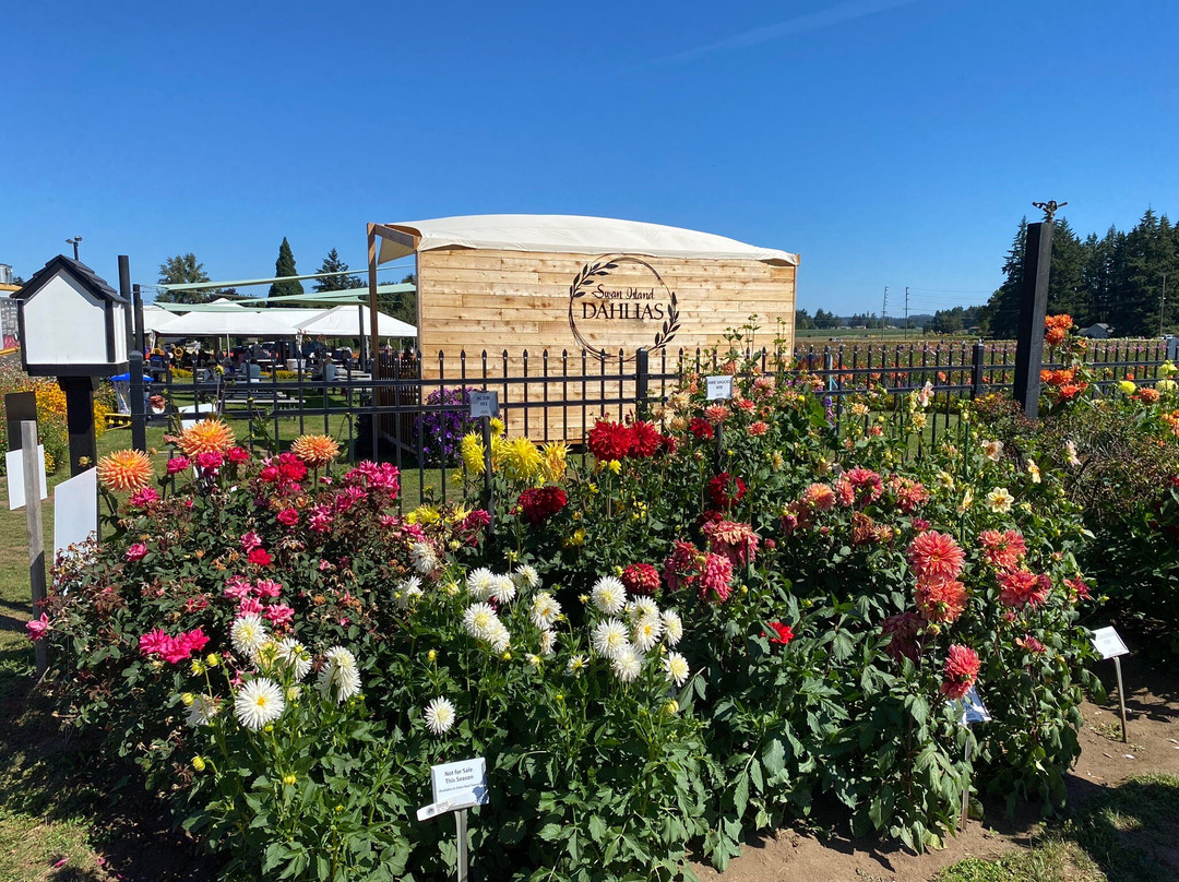 Swan Island Dahlias-Canby必去景点