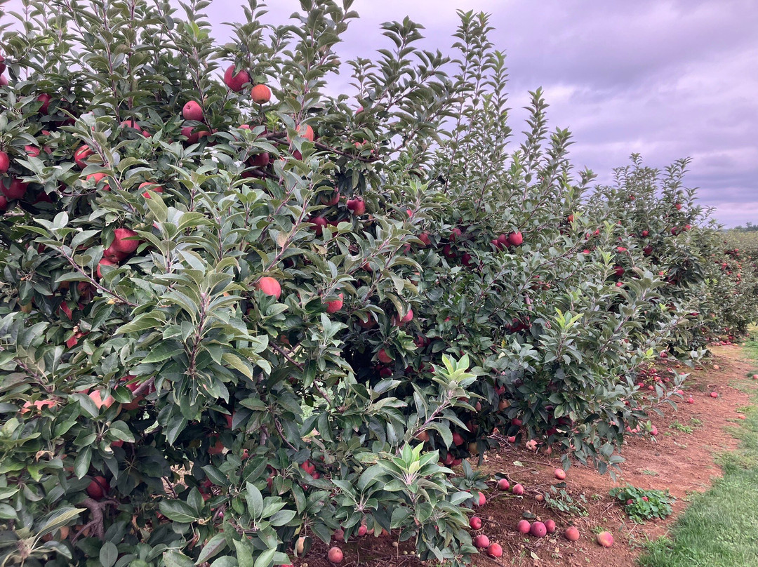 Marker-Miller Orchards景点图片