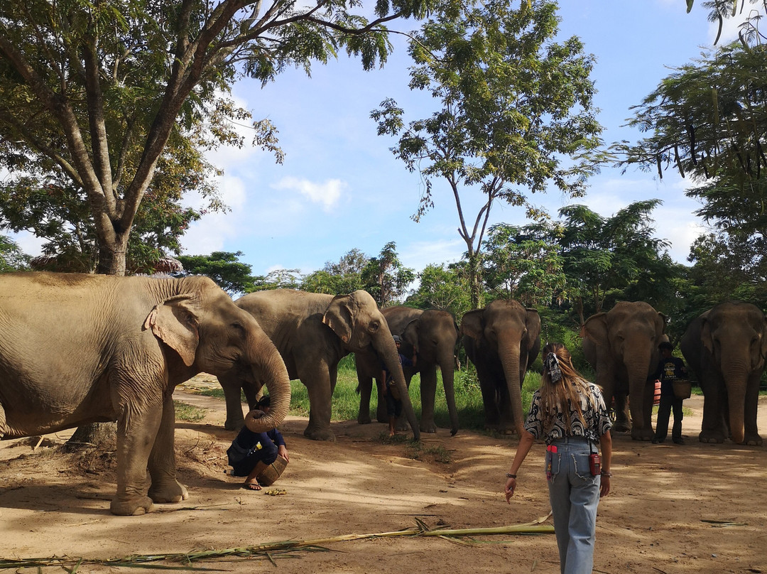 Samui Elephant Kingdom-利巴诺伊必去景点