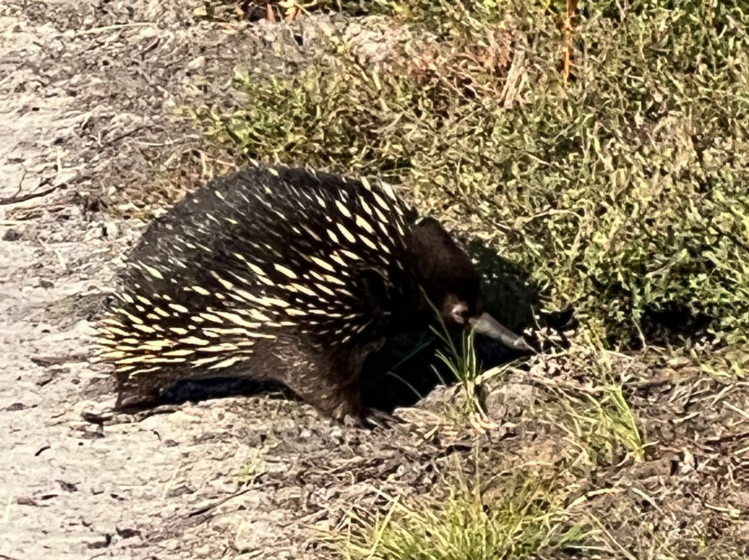 French Island National Park景点图片