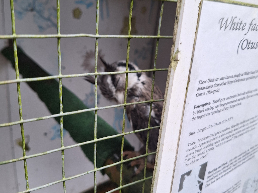 Festival Park Owl Sanctuary景点图片