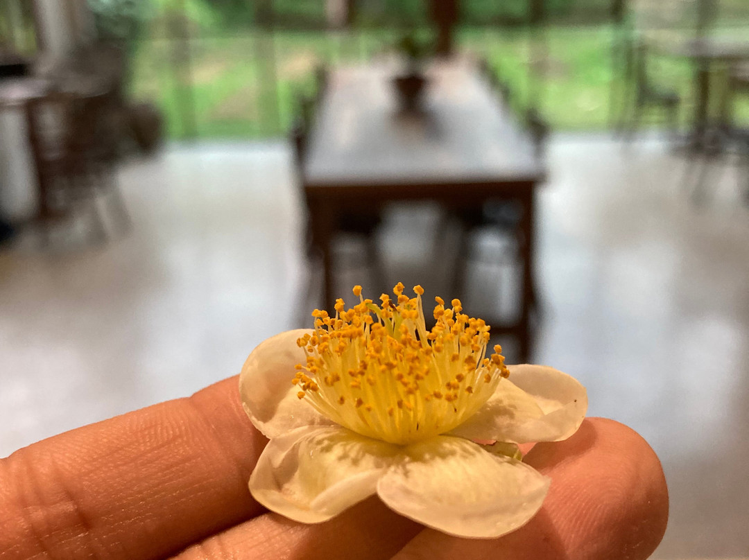 Sawanbondin Tea House & Experience-清莱必去景点