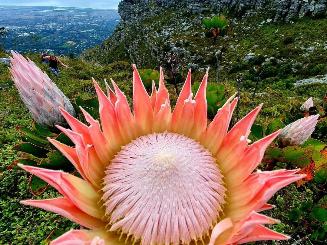 Explore the Cape Tours & Safaris-开普敦中心区必去景点