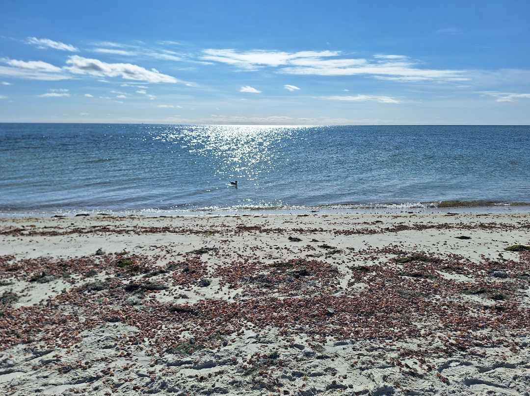 Seagull Beach景点图片