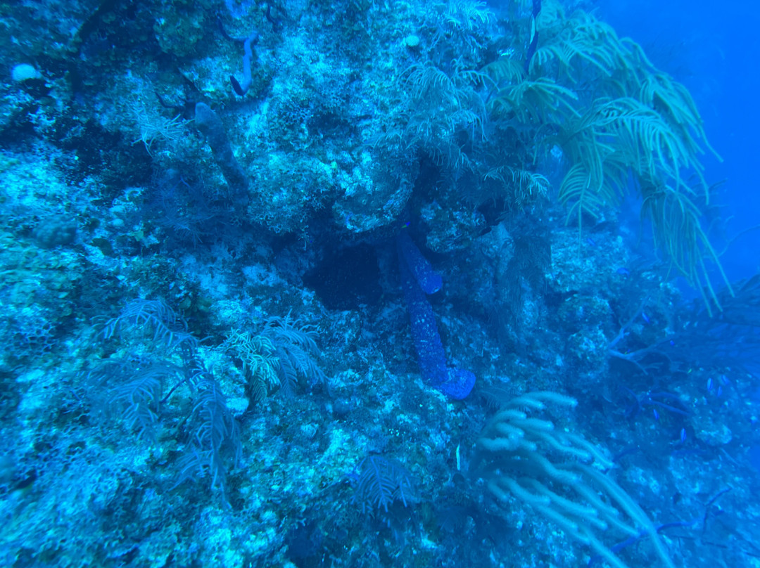 Blue Water Divers-Cockburn Town必去景点