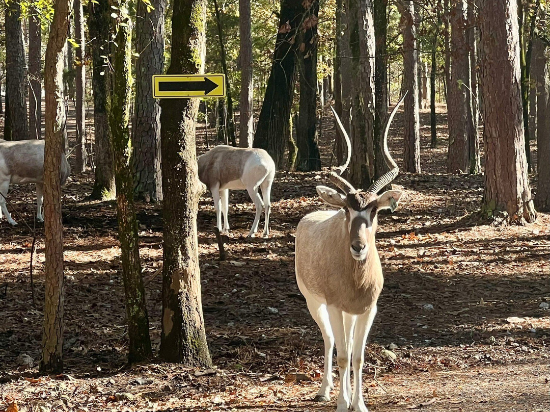 Beavers Bend Safari Park景点图片