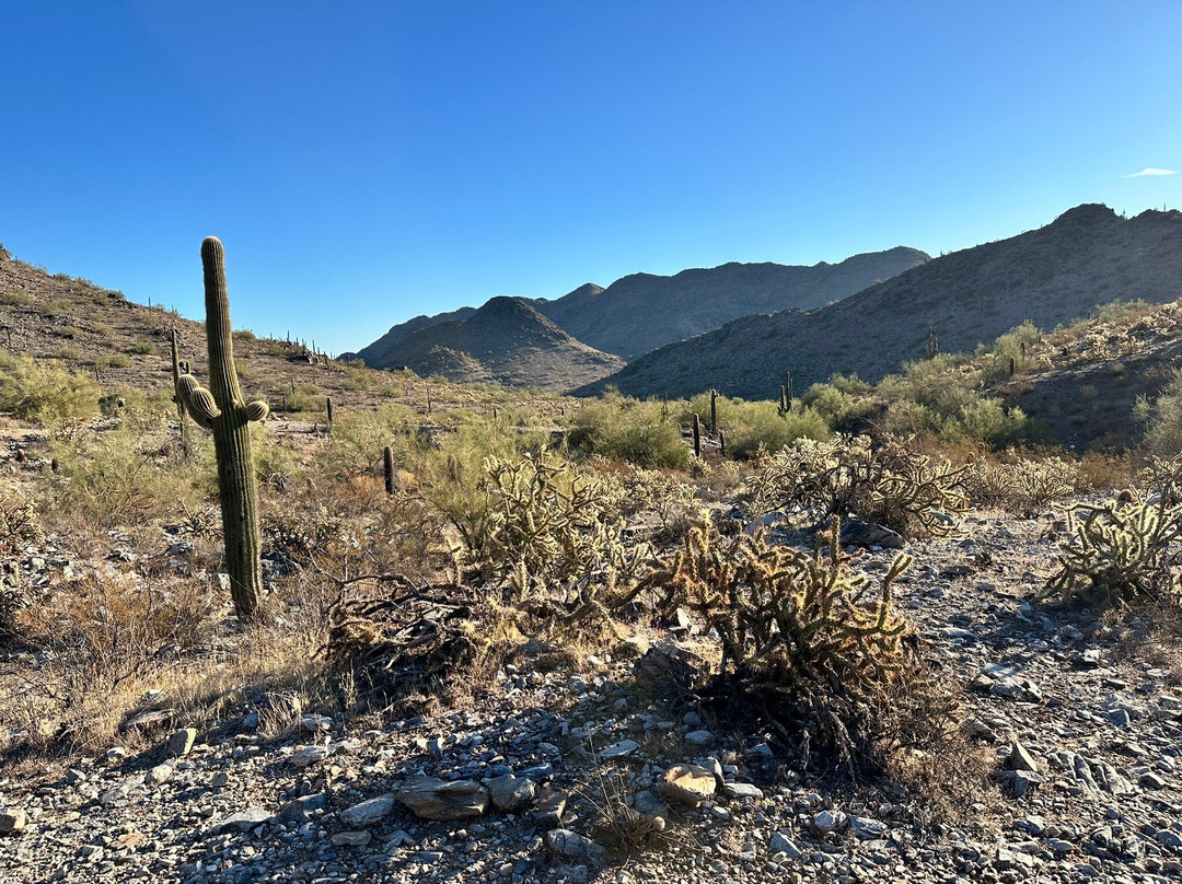 Wild Bunch Desert Guides Llc-斯科茨代尔必去景点