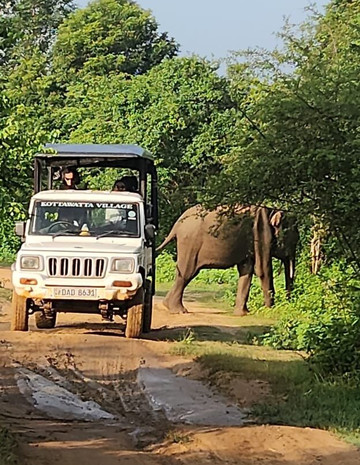 Ceylon Premium Tours-埃勒必去景点