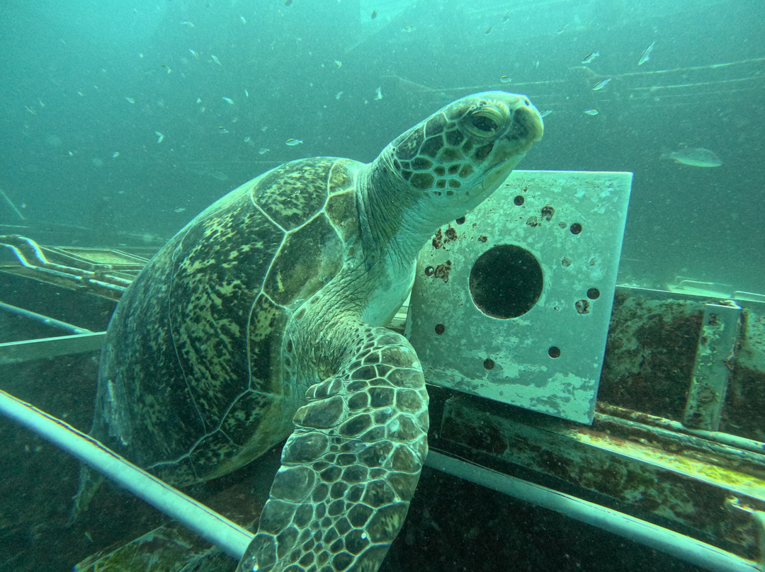 K'gari Salty Safaris-赫维湾必去景点