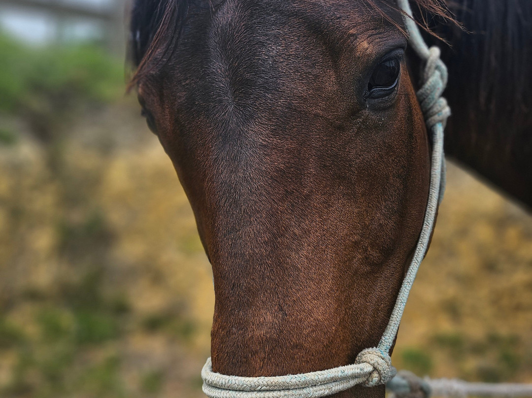 Horse Trek'n-派希亚必去景点