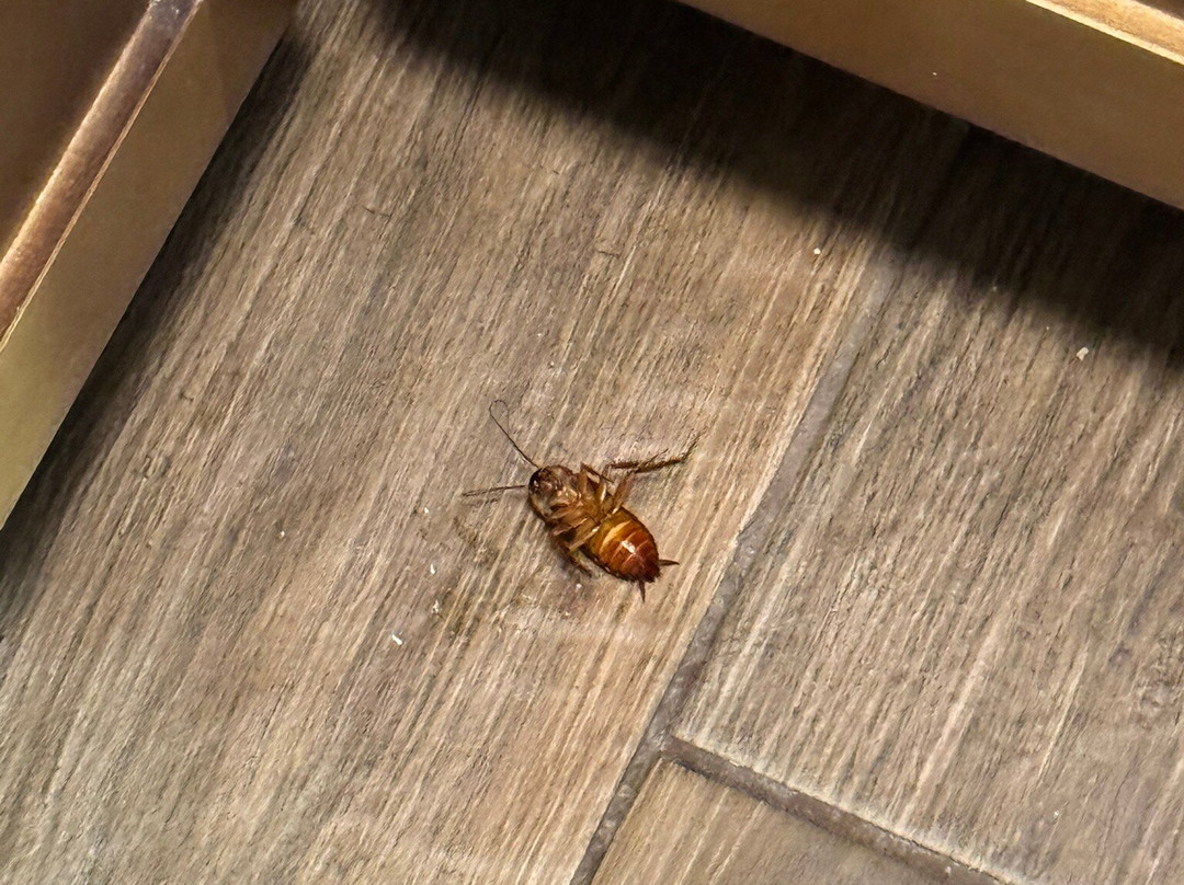 Staybridge Suites San Antonio - Schertz by IHG主图