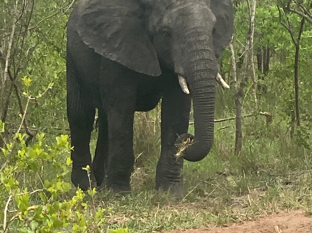 African Safari Guru-开普敦中心区必去景点