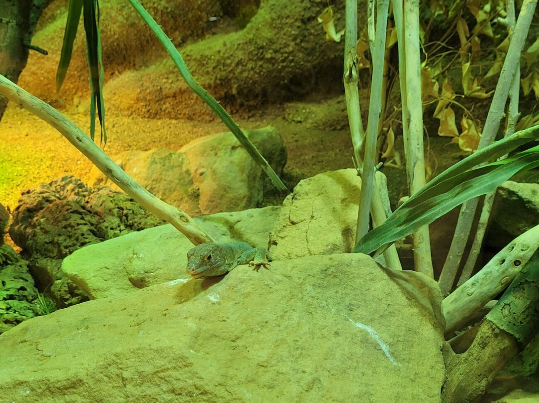 Reptilium景点图片