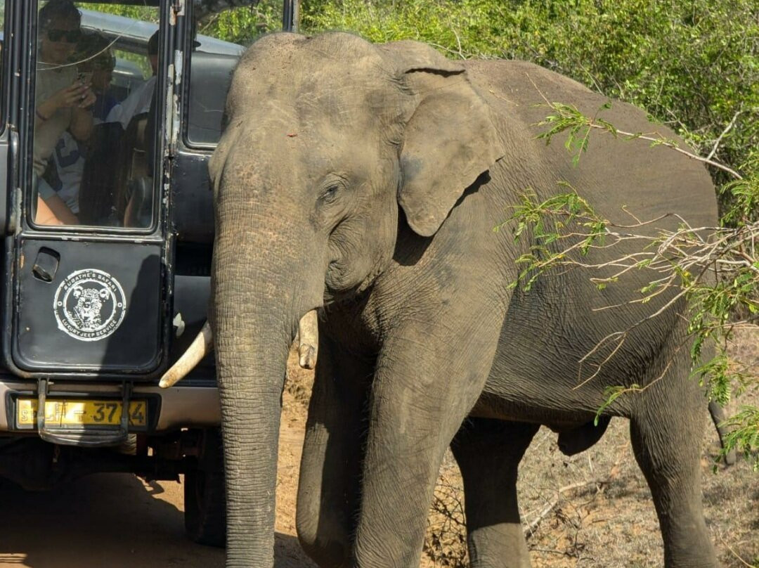 YALA Amazing Tours & Taxi Service-Yala必去景点