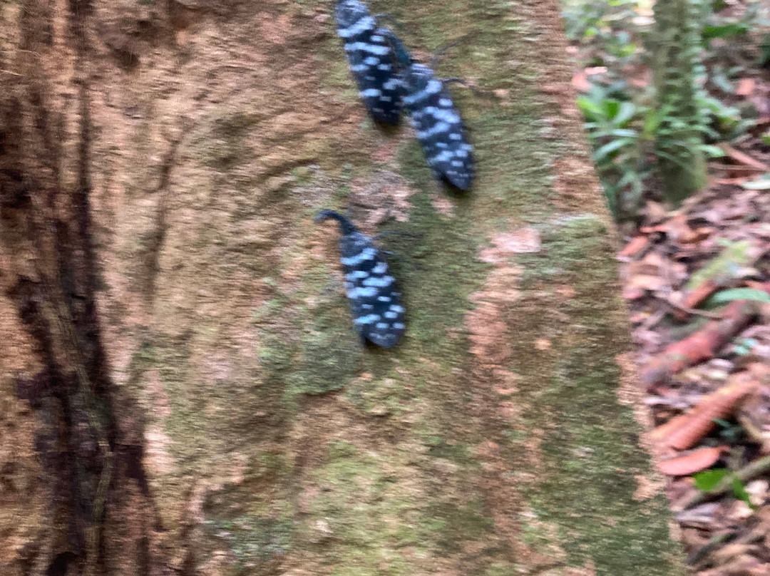 Dala's Tours-Deniyaya必去景点