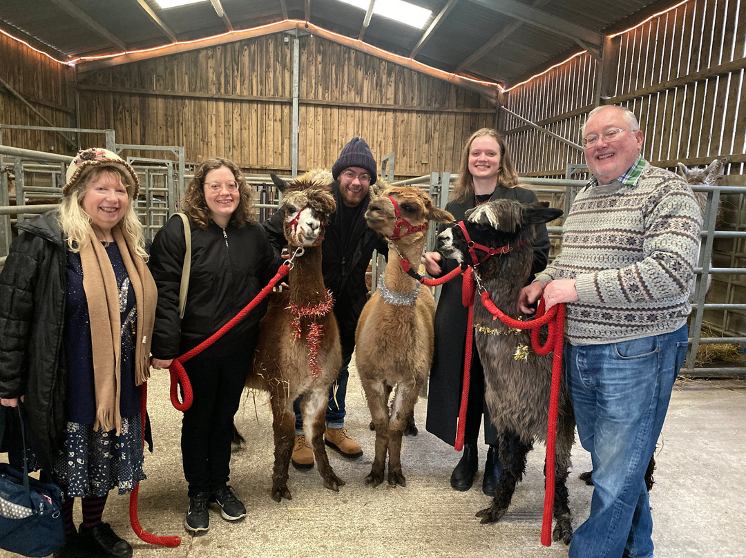Nidderdale Llamas景点图片