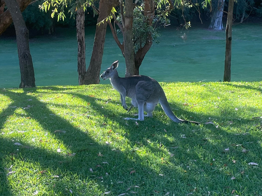 Kangaroo Encounters Guided Tours-尼尔森湾必去景点