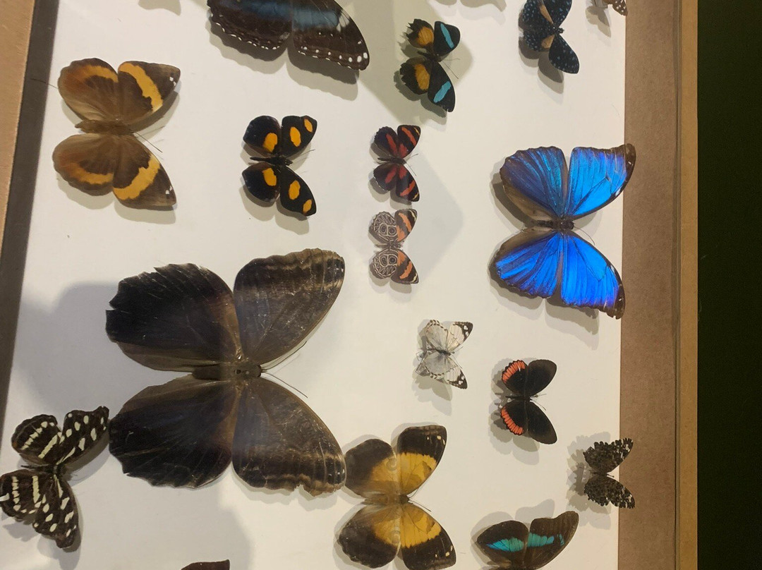 Museu de Ciências Naturais PUC Minas-贝洛哈里桑塔必去景点