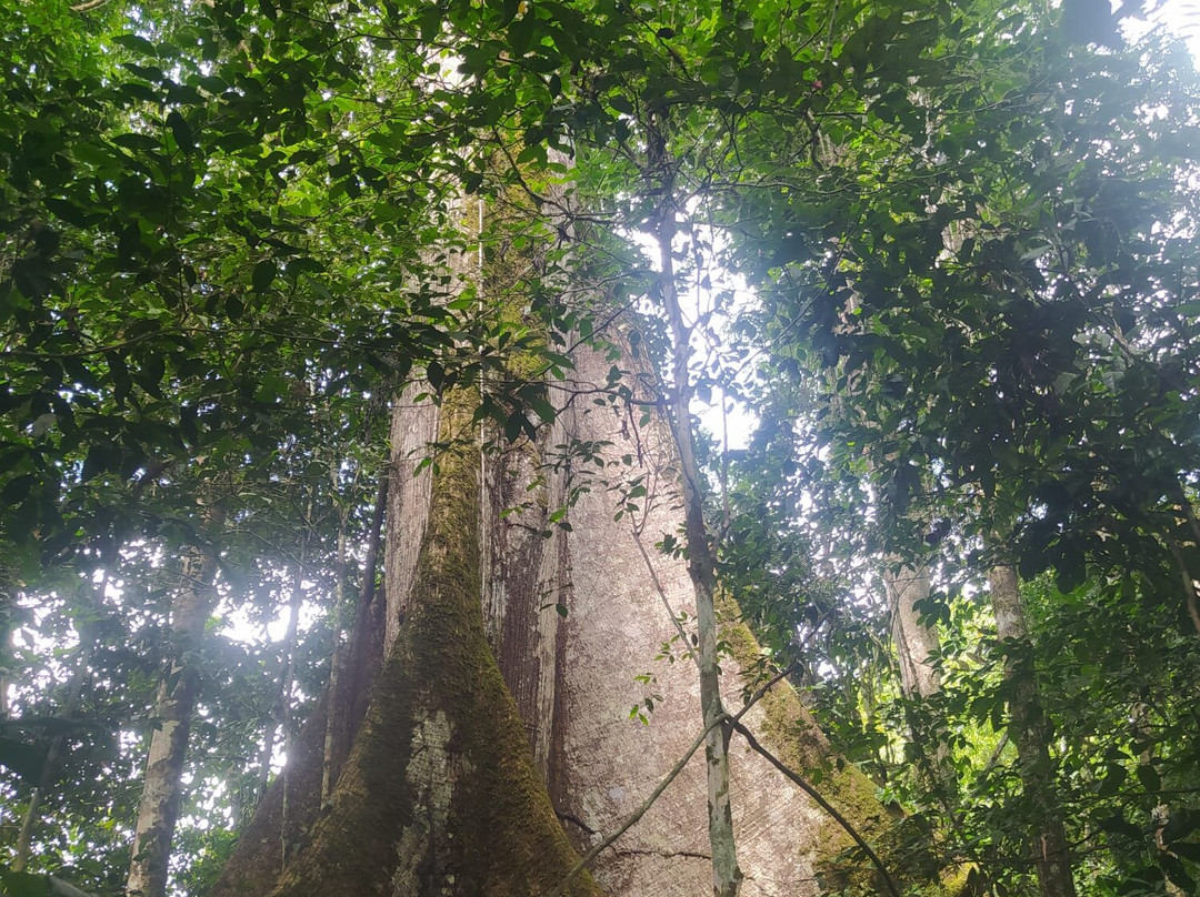 Parque Nacional Yasuni