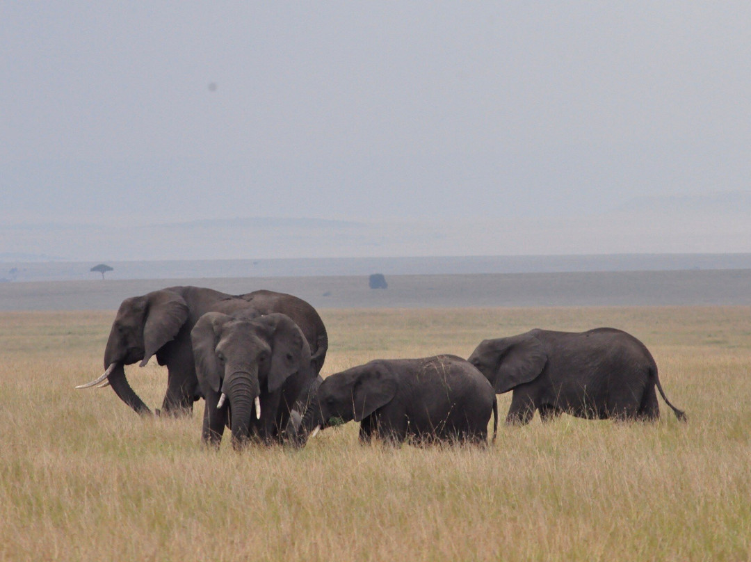 Mara Baloon Safari.-Talek必去景点