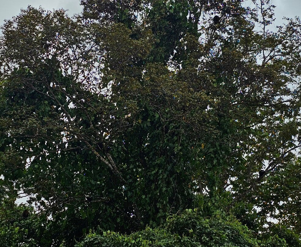 Costa Rica Viajeros景点图片