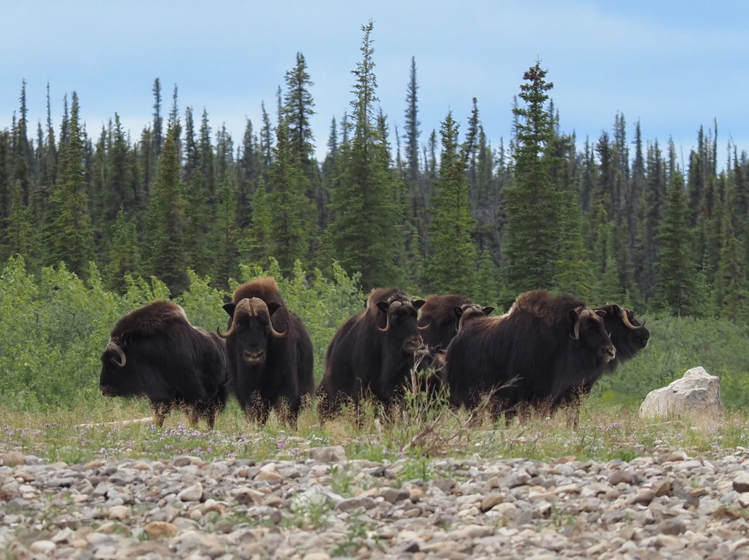 Canoe North Adventures-Norman Wells必去景点