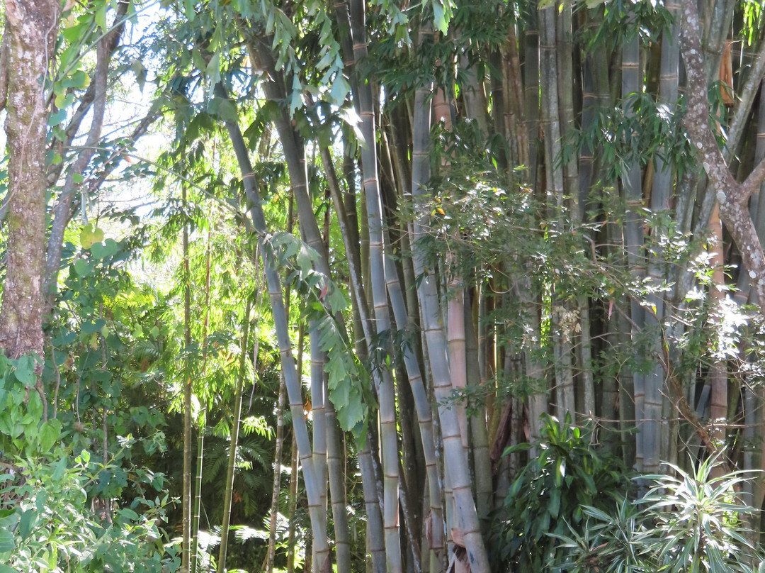 El Arca Jardín Botánico景点图片
