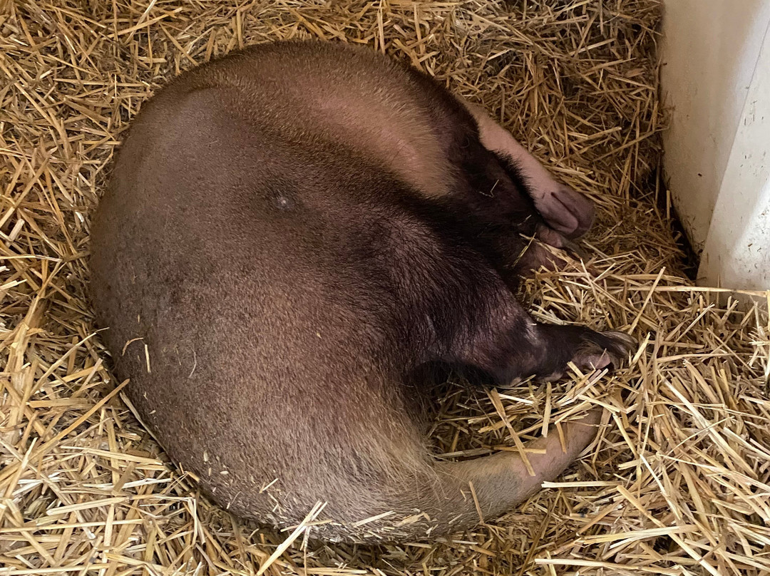 TGR Exotics Wildlife Park-斯普林必去景点