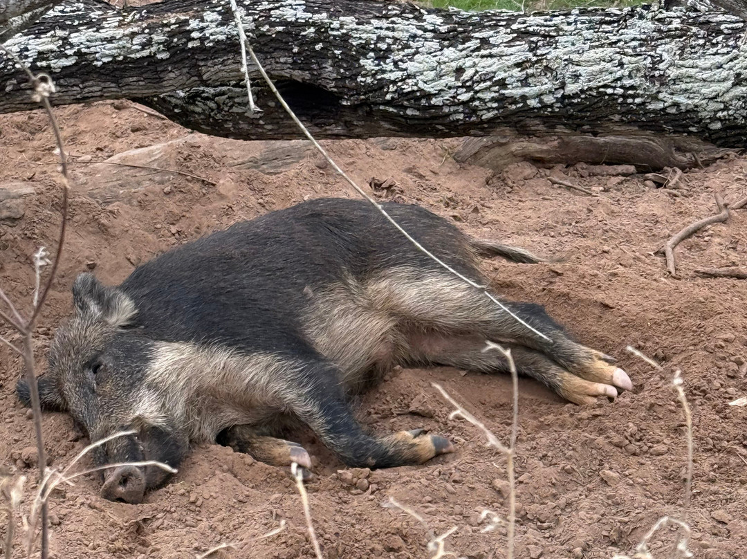 Independence Ranch Hog Hunting-Waelder必去景点