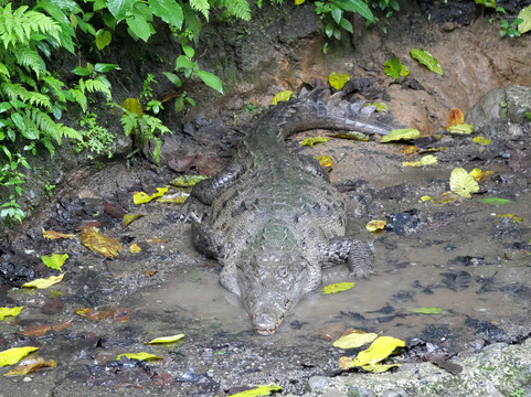 Natura Eco Park Costa Rica-福德圣卡洛斯必去景点