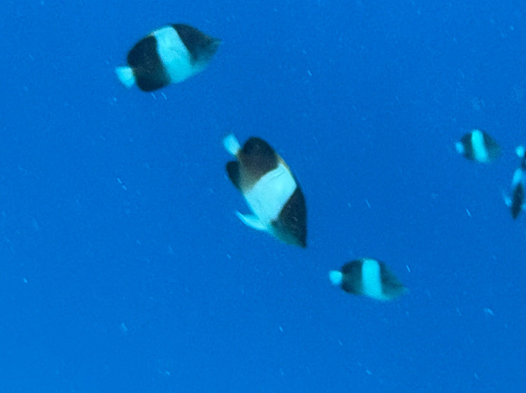 Hulhumale Water Sports Club & Excursions-胡鲁马累必去景点