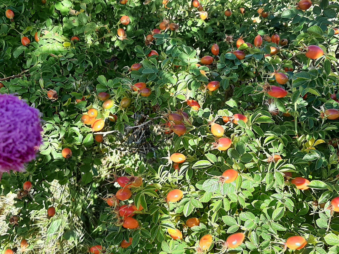 Laguna Wilmanco-Esquel必去景点