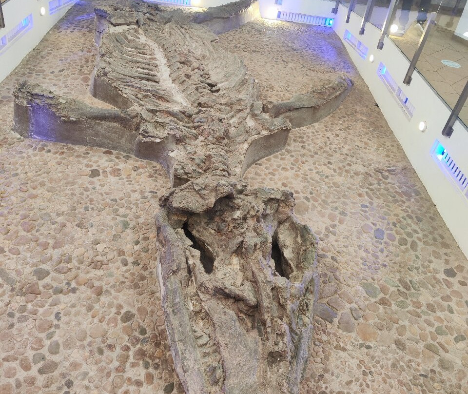 Museo El Fosil-莱瓦镇必去景点